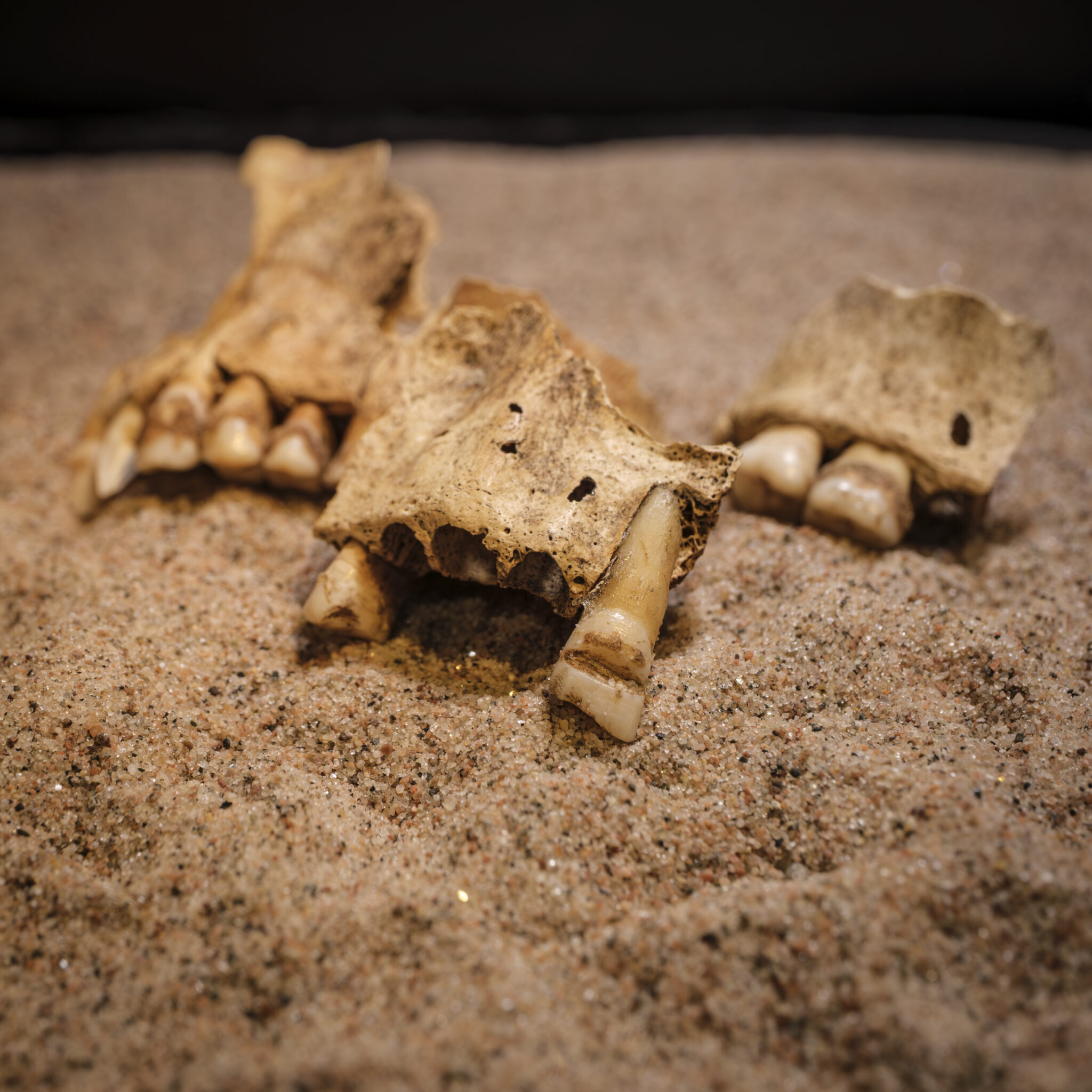 Viking Age teeth displayed on sand.