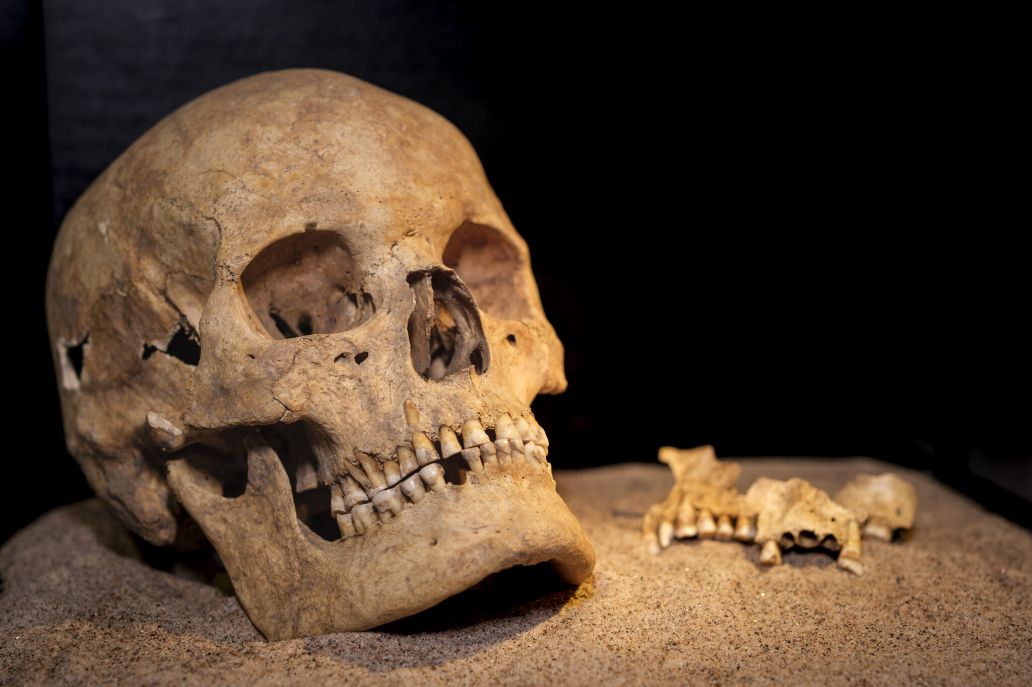 Remains of a Viking Age skull and teeth displayed on sand.